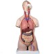 Maniquí torso humano de doble sexo con espalda abierta con 28 pzas 3B Scientific - Envío Gratuito
